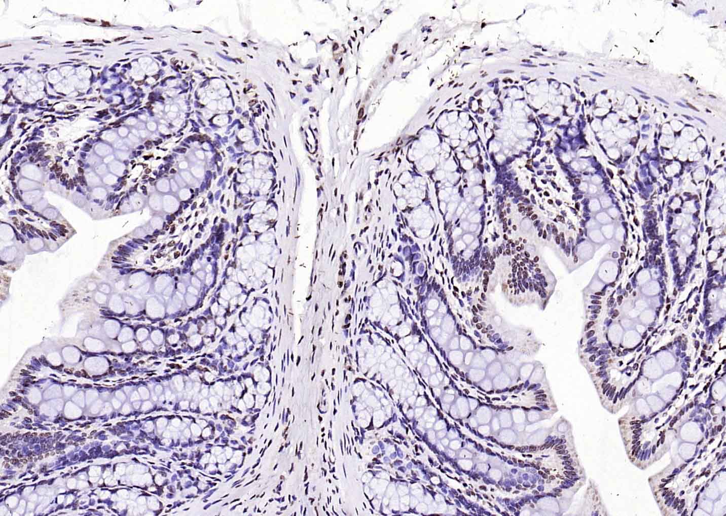 生物素标记的F(ab)2片段羊抗兔IgG H&L抗体